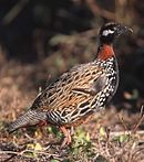 Черный Francolin.jpg