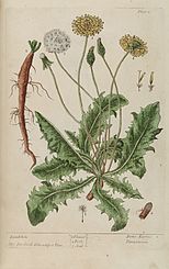 Dens leonis (Löwenzahn), A Curious Herbal (1737)