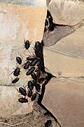 Oosterse kakkerlak (Blatta orientalis)