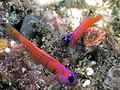 Bluebanded gobies, San Clemente Island