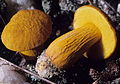 Apparently this mushroom was first ID'd in NC, and this pic is from the Uwharrie Nat'l Forest (in the Basin)