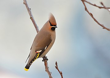 Кугара је названа Lanius garrulus 1758.