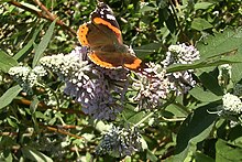 Buddleja officinalis with Red Admiral.jpg