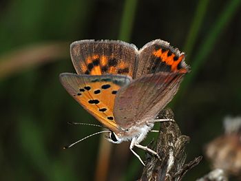 Lycaena phlaeas (Small Copper)