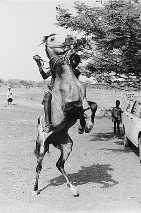 Cheval soudanais en 1969
