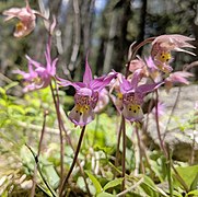 Calypso bulbosa