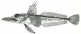 Channichthys aelitae