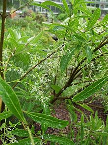 Chionanthus pygmaeus USBG.jpg