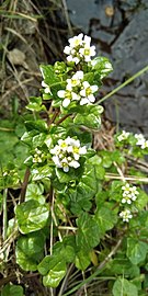 Floraison à Belle-Île-en-Mer en février.