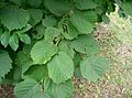 Corylus heterophylla var thunbergi1. jpg