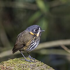 Description de l'image Crescent-faced antpitta (Grallaricula lineifrons) Caldas.jpg.