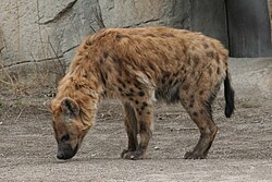 Crocuta crocuta - Buffalo Zoo.jpg