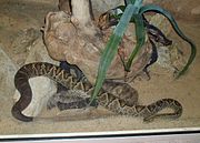 Crotalus durissus terrificus1.jpg