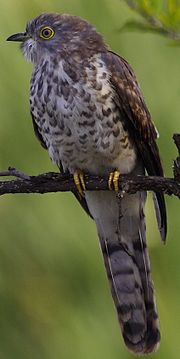 Thumbnail for Common hawk-cuckoo