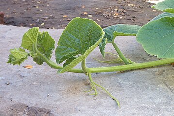 Tarmu decumbente na guiadora Cucurbita maxima (una especie de zapallos).