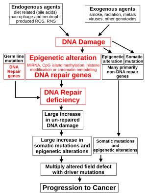 The central role of DNA damage and epigenetic defects in DNA repair genes in carcinogenesis Diagram Damage to Cancer Wiki 300dpi.svg