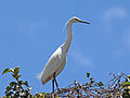 Miniatura para Egretta dimorpha