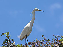 Dimorphic Egret RWD2.jpg