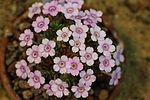 Dionysia freitagii