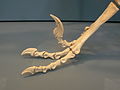 A Dromaeosaurus lába, a sarló alakú karommal