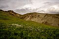 Líklega tengja margir hvítan topp klófífunnar við votlendi eða blauta skó. Myndin er af Hengli.