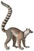FMIB 46849 Приматы Maki Moccoe Lemur catta (белый фон) .jpeg