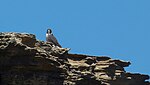 Falco peregrinus radama, Réserve du cap Sainte Marie, Мадагаскар.jpg