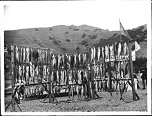 Fish catch at Santa Catalina Island, 1905. (CHS-1604) More than 100 fish caught off island on wooden racks. Part of sign reads "Boats for let." Fish catch at Santa Catalina Island, 1905 (CHS-1604).jpg
