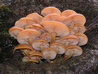 Des champignons « pieds de velours » (Flammulina velutipes) aussi appelés enokitake en Asie où ils sont consommés. (définition réelle 800 × 600*)