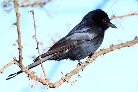 The western race D. a. apivorus has brown edges to the primaries and occurs in dry woodlands of southwestern Africa.