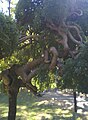 Gülhane Parkındaki İlginç Ağaç