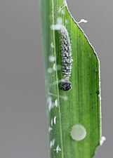 Larva (second instar)