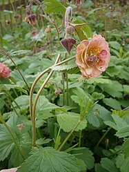 Knikkend nagelkruid (Geum rivale) met pseudopelorie