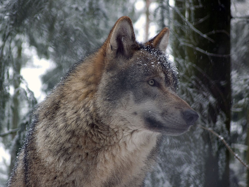 http://upload.wikimedia.org/wikipedia/commons/thumb/9/9d/Grauwolf_P1130275.jpg/800px-Grauwolf_P1130275.jpg