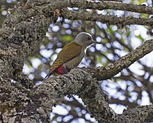 Gray-headed Woodpecker (Dendropicos spodocephalus) (16292485246).jpg