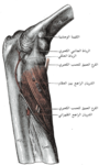 The supinator muscle