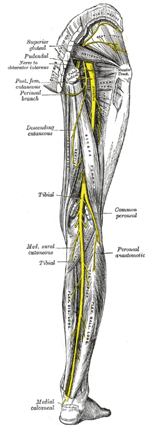 Nerves of right leg, anterior and posterior as...