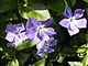 Vinca major