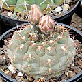 Gymnocalycium mucidum