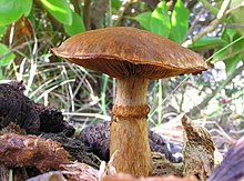 A side view of a thick, sturdy-looking brown mushroom with a prominent ring on the stem.