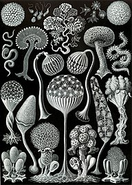 Haeckel - Mycetozoa (slime moulds)