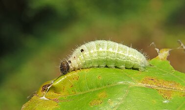 Larva