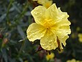 Helianthemum alypoides (slør). 
 jpg