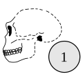 Homo antecessor 1 = Mida del cervell