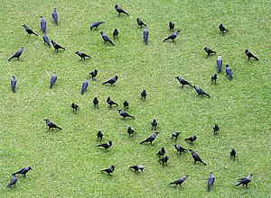English: House Crow Corvus splendens in Kolkat...
