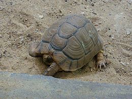 Egyiptomi teknős a bristoli állatkertben