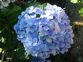 Hydrangea macrophylla