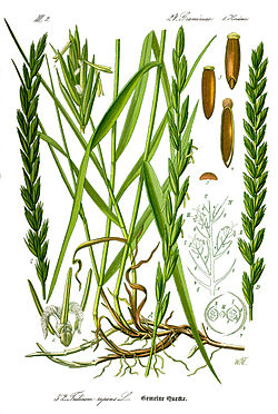 Niittyjuola (Elytrigia repens)