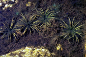 Isoetes echinospora