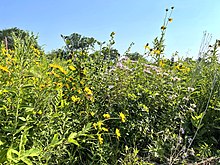 James_Woodworth_Prairie_Preserve